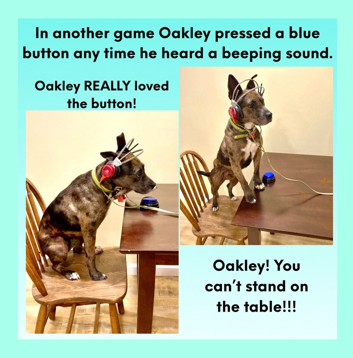 An illustrated page from Oakley's children's book
