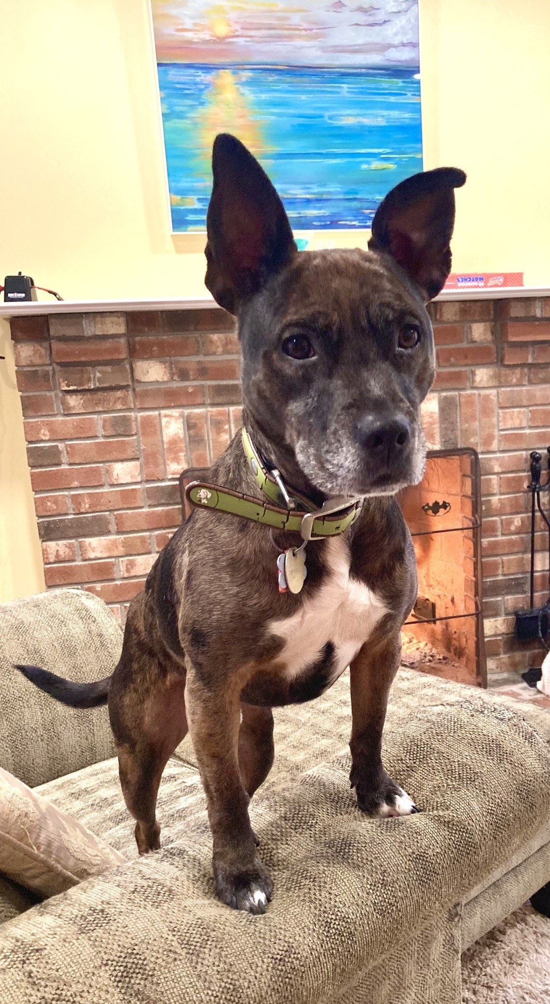 The real Oakley standing on the couch with both ears visible