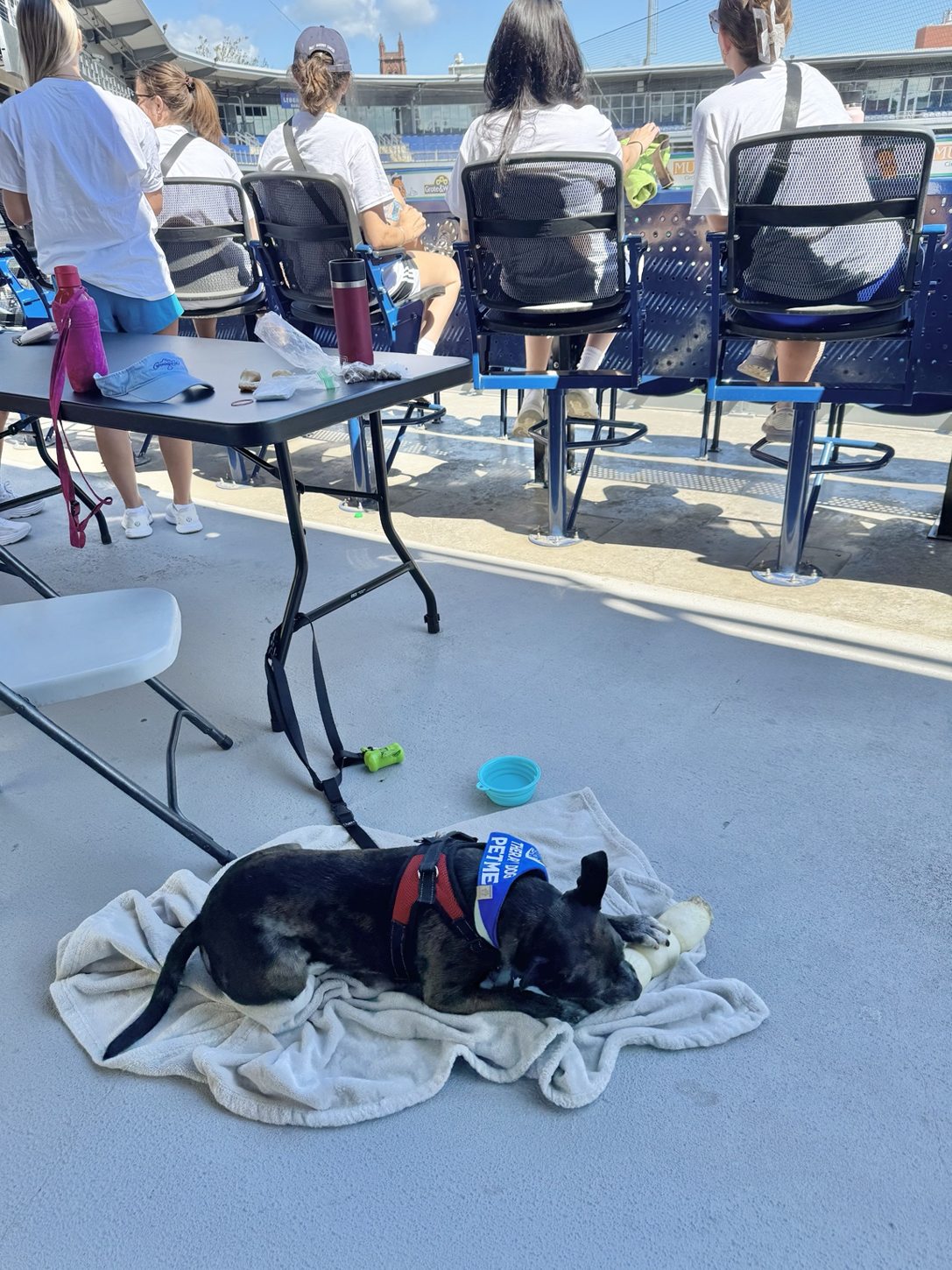 Oakley resting during an event