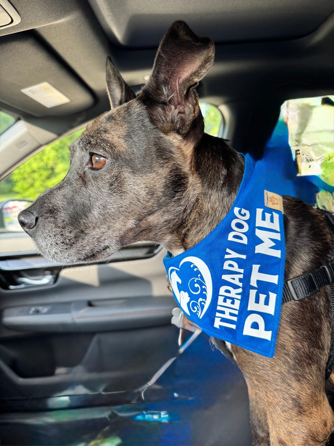 Oakley wearing his blue therapy dog bandana